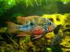 Цихлазома элиота (Thorichthys ellioti)