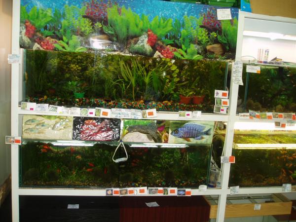 otdiel_akvariumistiki..