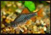 Барбус олиголепис (Barbus oligolepis)
