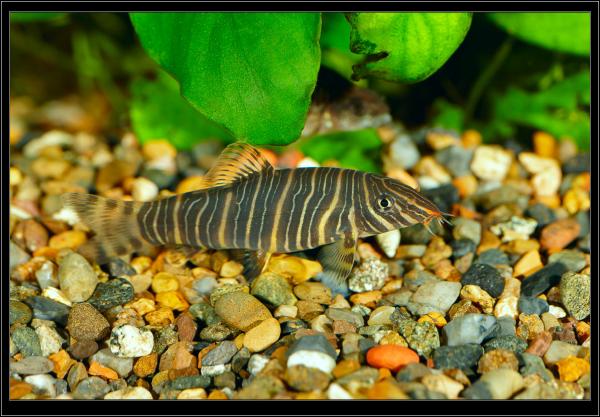 Боция полосатая (Botia Striata)