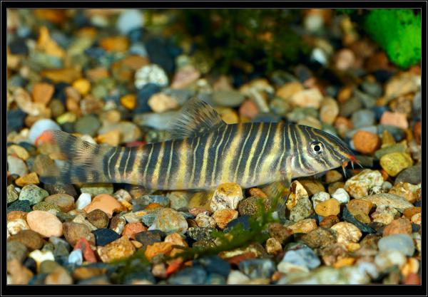 Боция полосатая (Botia Striata) 
