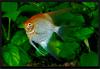 Diamond Angelfish