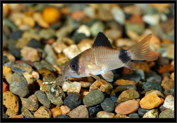 Corydoras panda. 
