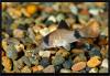 Corydoras panda. 