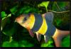 Botia macracanthus.