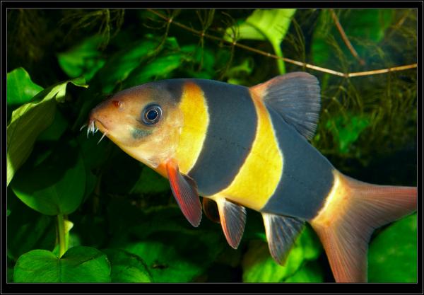 Botia macracanthus