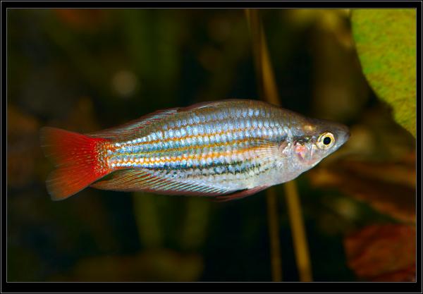 Радужница трехполосая (Melanotaenia trifasciata)