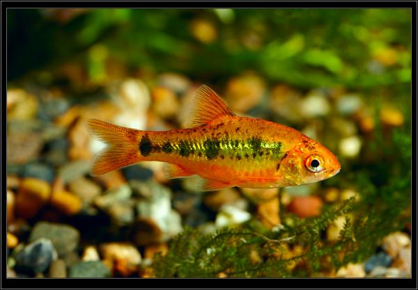 Barbus semifasciolatus var. schuberti