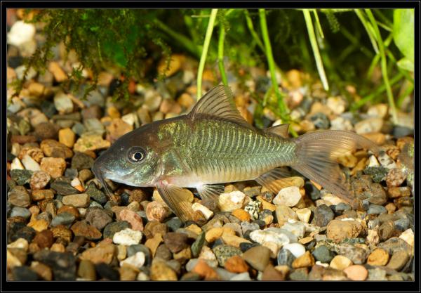 Brochis splendens