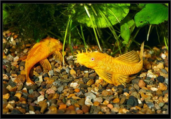 Ancistrus dolichopterus Gold.
