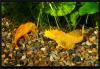 Ancistrus dolichopterus Gold.