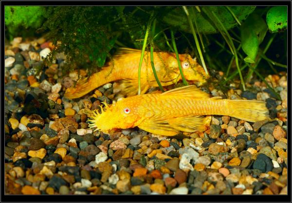 Ancistrus dolichopterus Gold.