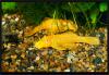 Ancistrus dolichopterus Gold.