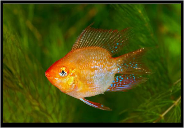 Apistogramma Ramiresi sp.