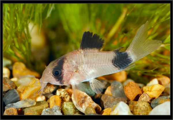 Corydoras panda. 