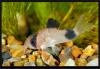Corydoras panda. 