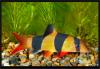 Botia macracanthus.