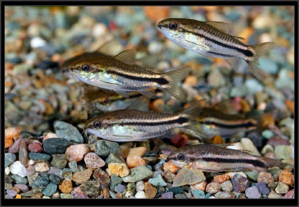 Corydoras pygmaeus