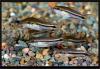 Corydoras pygmaeus