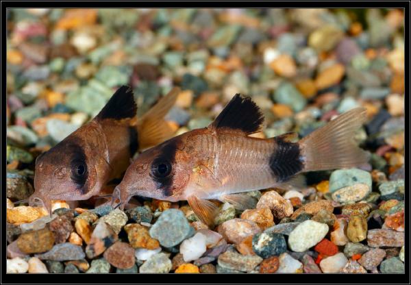 Corydoras panda