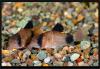 Corydoras panda