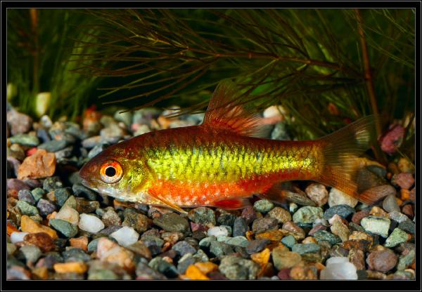 Puntius semifasciolatus