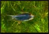 Nematobrycon palmeri, Чёрная королевская тетра. Самец