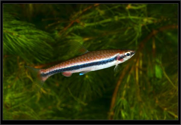 Нанностомус Бекфорда. Nannostomus Bekfordi. Самка