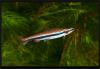 Нанностомус Бекфорда. Nannostomus Bekfordi. Самка