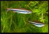 Нанностомус Бекфорда. Nannostomus Bekfordi. Самки 