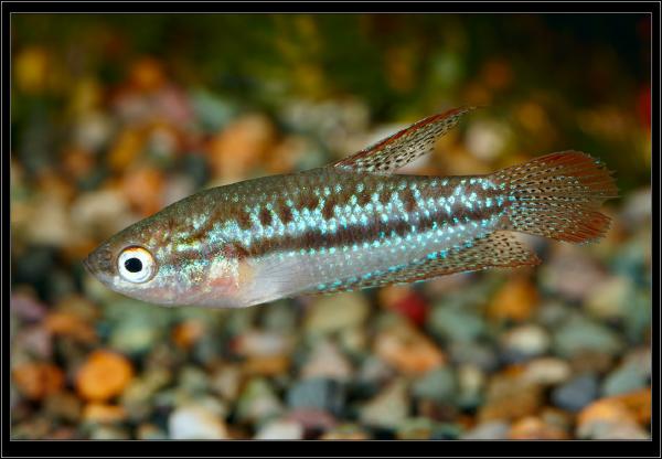 Trichopsis pumila. Гурами карликовый.