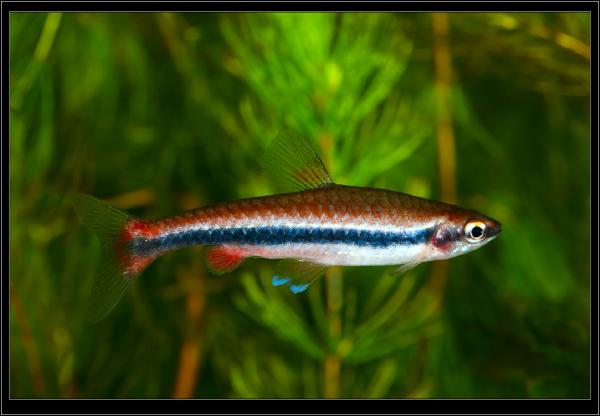 Нанностомус Бекфорда. Nannostomus Bekfordi. Самец.