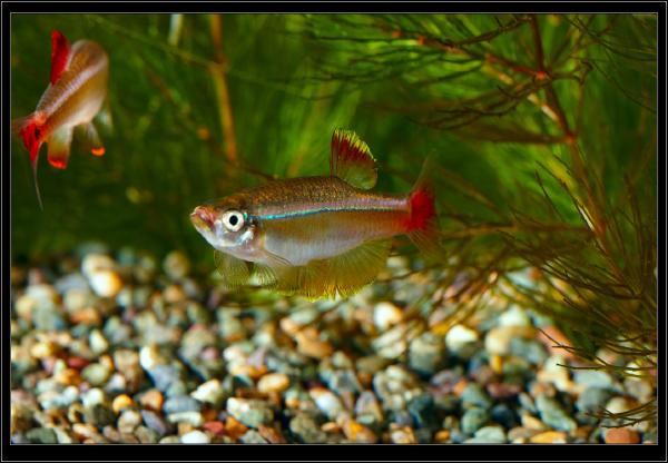 Tanichthys albonubes. Кардиналы. Самцы.