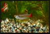 Tanichthys albonubes. Кардиналы. Самцы.
