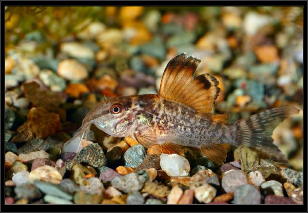 Corydoras Brochis splendens. Брохис. Малёк.