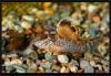 Corydoras Brochis splendens. Брохис. Малёк.
