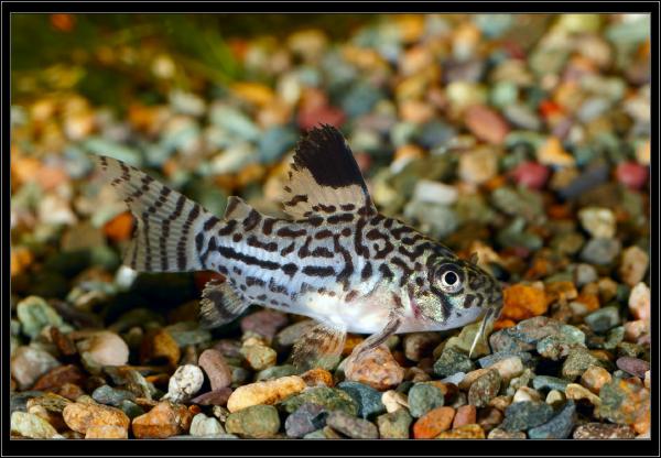 Коридорас Джули. Corydoras julii. Самец.