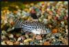 Коридорас Джули. Corydoras julii. Самец.