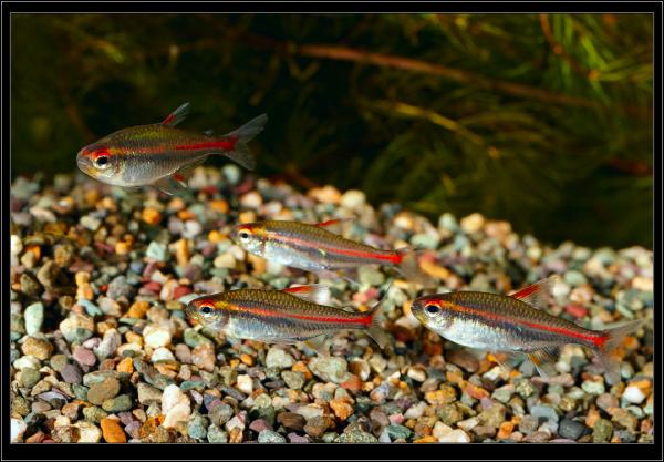Hemigrammus erythrozonus. Эритрозонус, он же грацилис.