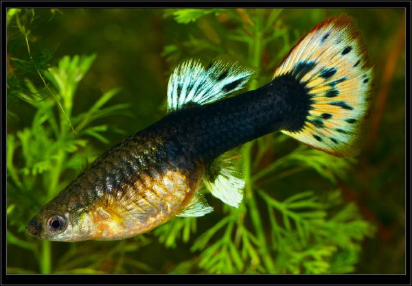Poecilia (Lebistes) reticulata. Гуппи "Берлинская" Самка. 