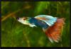 Poecilia (Lebistes) reticulata. Гуппи "Берлинская" Самец. 