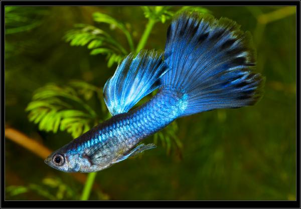 Poecilia (Lebistes) reticulata. Гуппи "Синий принц". Самец. 