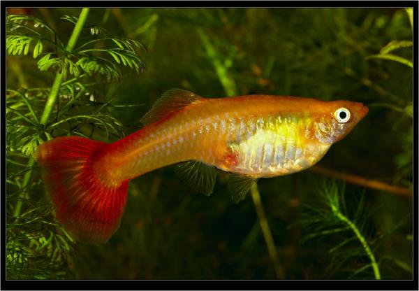 Poecilia (Lebistes) reticulata. Гуппи "Алая Московская". Самка. 