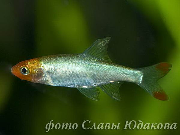 Sawbwa resplendens, савбва