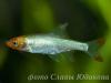 Sawbwa resplendens, савбва