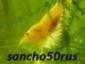 Аватар пользователя sancho50rus Аватар пользователя sancho50rus