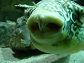 Аватар пользователя Tetraodon