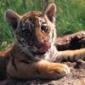 Аватар пользователя Tiger74