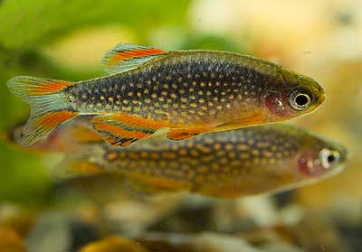Microrasbora sp. Galaxy