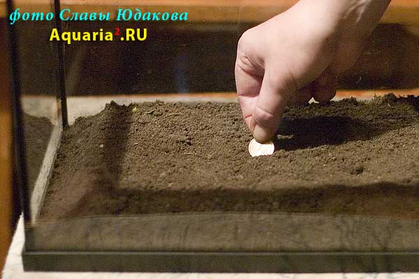 закладка монетки в грунт